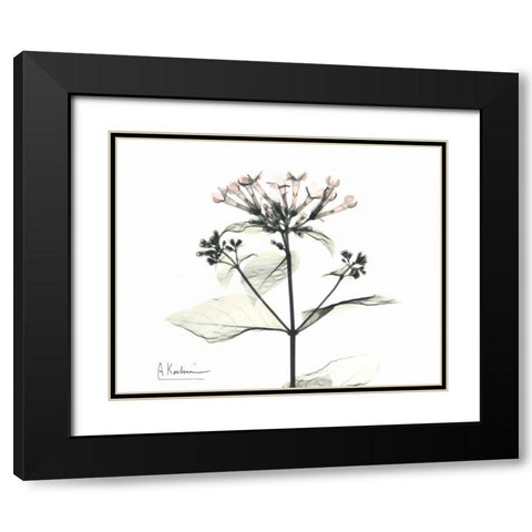 Bounaidia in Bloom Black Modern Wood Framed Art Print with Double Matting by Koetsier, Albert