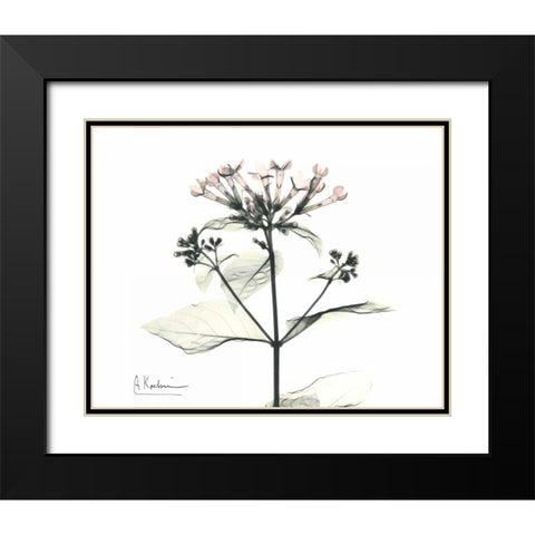 Bounaidia in Bloom Black Modern Wood Framed Art Print with Double Matting by Koetsier, Albert