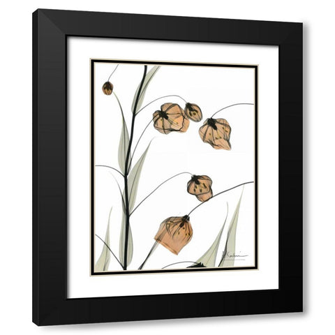 Sandersonia in Bloom Black Modern Wood Framed Art Print with Double Matting by Koetsier, Albert