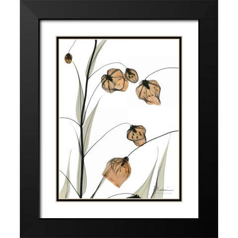 Sandersonia in Bloom Black Modern Wood Framed Art Print with Double Matting by Koetsier, Albert