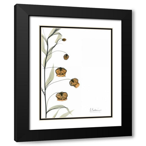 Sandersonia Bouquet  in Bloom Black Modern Wood Framed Art Print with Double Matting by Koetsier, Albert