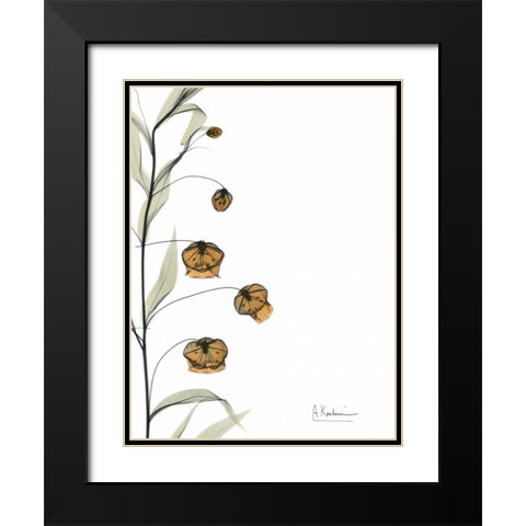 Sandersonia Bouquet  in Bloom Black Modern Wood Framed Art Print with Double Matting by Koetsier, Albert