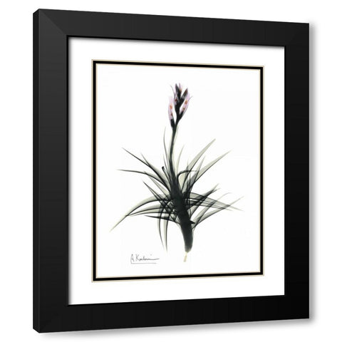 Tillandsia in Bloom Black Modern Wood Framed Art Print with Double Matting by Koetsier, Albert