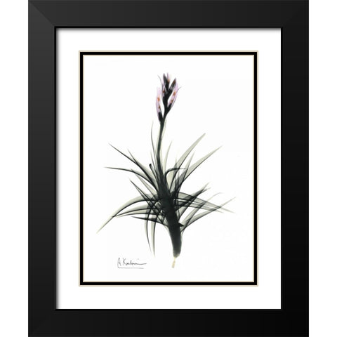 Tillandsia in Bloom Black Modern Wood Framed Art Print with Double Matting by Koetsier, Albert