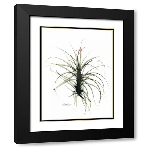 Tillandsia Top Black Modern Wood Framed Art Print with Double Matting by Koetsier, Albert