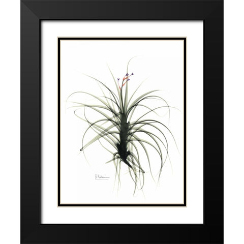 Tillandsia Top Black Modern Wood Framed Art Print with Double Matting by Koetsier, Albert