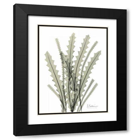 Banksia in Green Black Modern Wood Framed Art Print with Double Matting by Koetsier, Albert