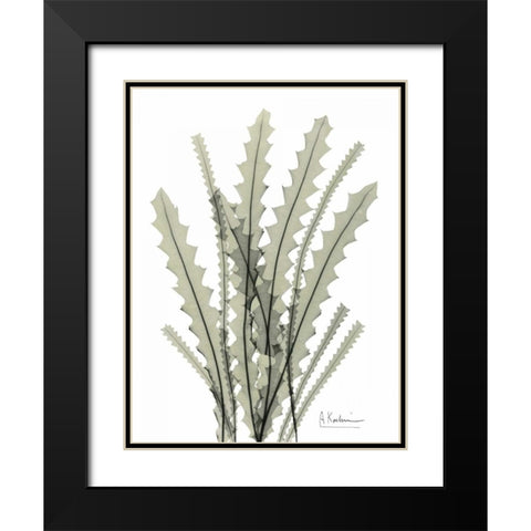 Banksia in Green Black Modern Wood Framed Art Print with Double Matting by Koetsier, Albert