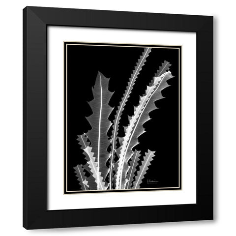 Banksia SE46 Black Modern Wood Framed Art Print with Double Matting by Koetsier, Albert