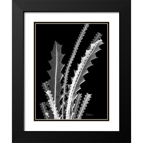 Banksia SE46 Black Modern Wood Framed Art Print with Double Matting by Koetsier, Albert