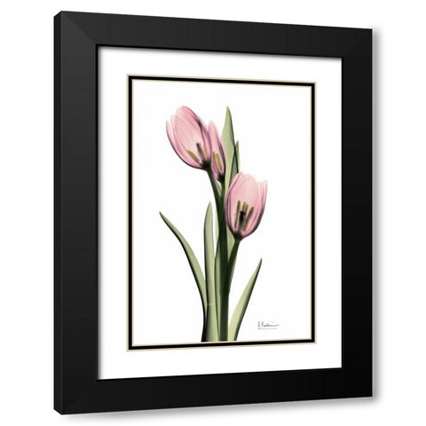 Annie Tulip Black Modern Wood Framed Art Print with Double Matting by Koetsier, Albert