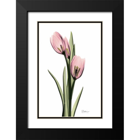 Annie Tulip Black Modern Wood Framed Art Print with Double Matting by Koetsier, Albert