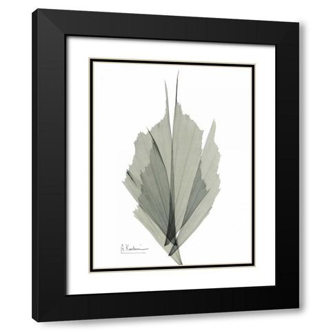 Fish Tail Caryola Black Modern Wood Framed Art Print with Double Matting by Koetsier, Albert