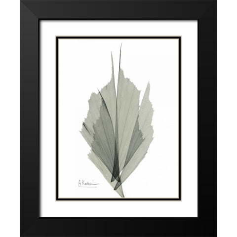 Fish Tail Caryola Black Modern Wood Framed Art Print with Double Matting by Koetsier, Albert