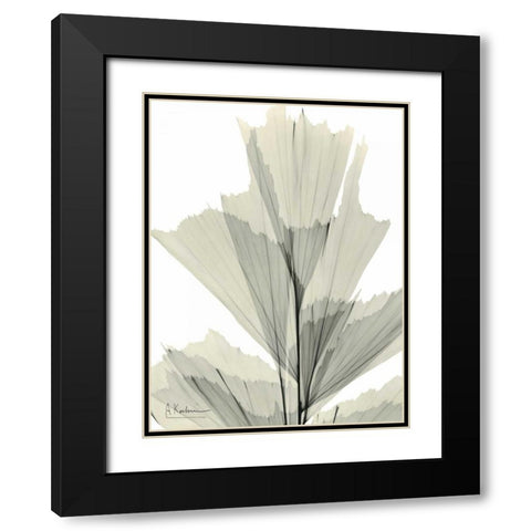 Fish Tail Palm Caryola Black Modern Wood Framed Art Print with Double Matting by Koetsier, Albert