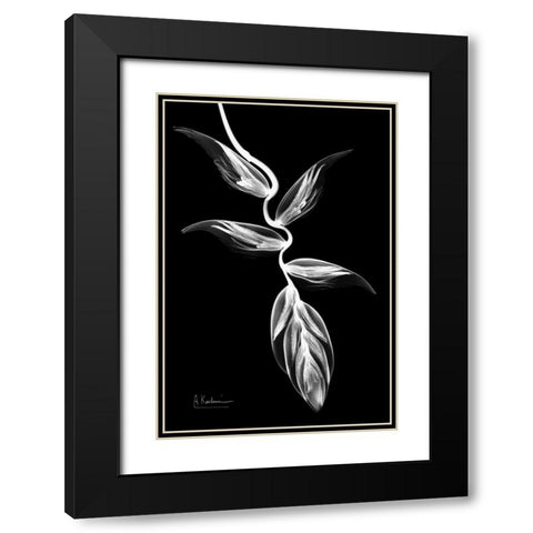 Heliconia BandW on Black Black Modern Wood Framed Art Print with Double Matting by Koetsier, Albert