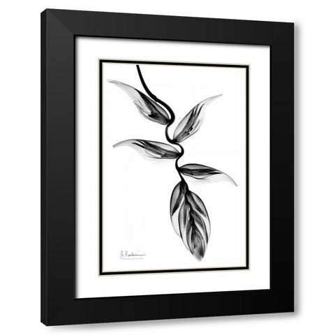 Heliconia BandW Black Modern Wood Framed Art Print with Double Matting by Koetsier, Albert