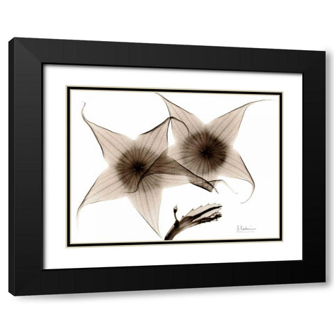 Stapelia in Brown Black Modern Wood Framed Art Print with Double Matting by Koetsier, Albert