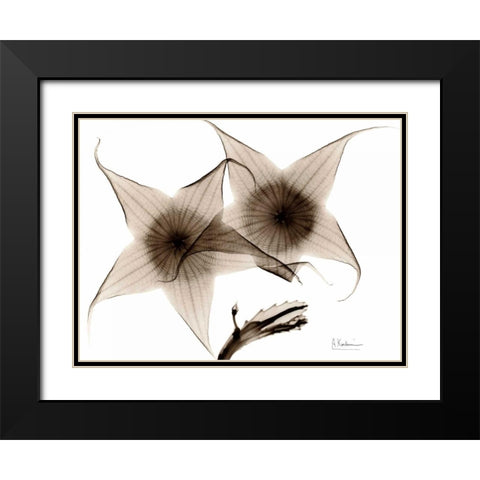 Stapelia in Brown Black Modern Wood Framed Art Print with Double Matting by Koetsier, Albert