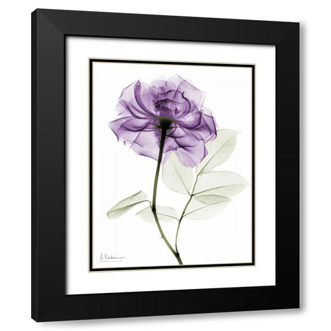 Purple Rose Black Modern Wood Framed Art Print with Double Matting by Koetsier, Albert