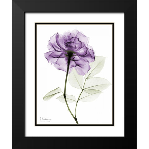 Purple Rose Black Modern Wood Framed Art Print with Double Matting by Koetsier, Albert