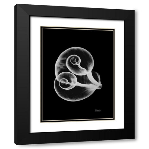 Conjoined Shells on Black Black Modern Wood Framed Art Print with Double Matting by Koetsier, Albert
