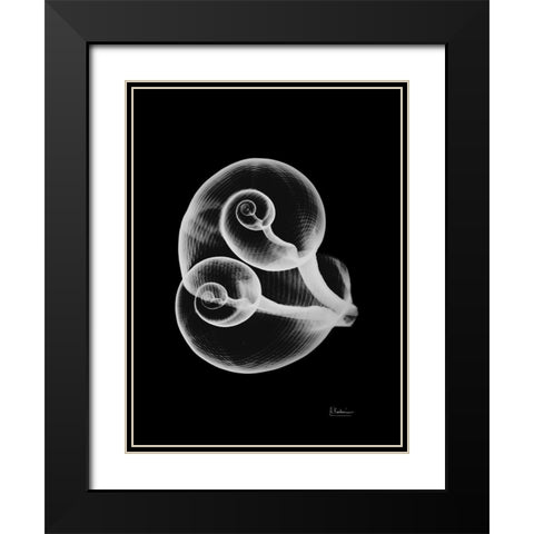 Conjoined Shells on Black Black Modern Wood Framed Art Print with Double Matting by Koetsier, Albert