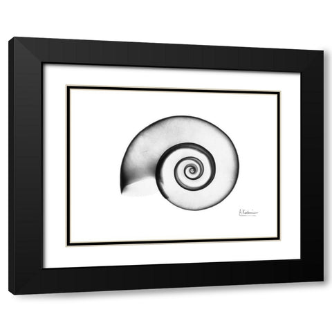 Ramshorn Snail Shell Black Modern Wood Framed Art Print with Double Matting by Koetsier, Albert