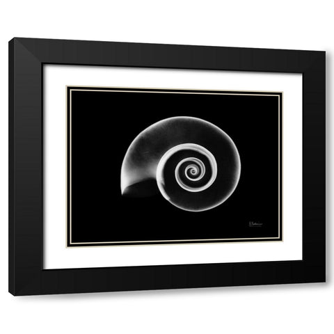 Ramshorn Snail Shell Black Modern Wood Framed Art Print with Double Matting by Koetsier, Albert