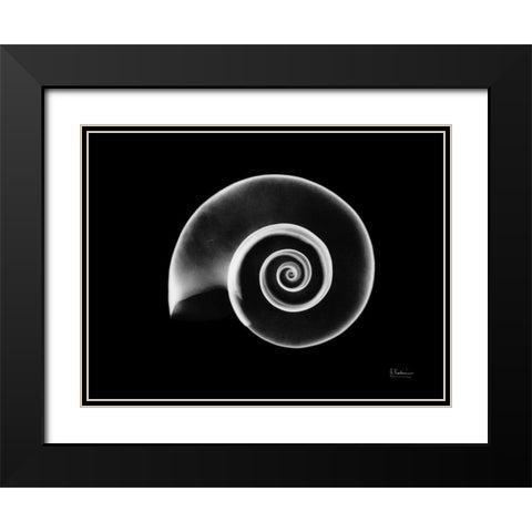 Ramshorn Snail Shell Black Modern Wood Framed Art Print with Double Matting by Koetsier, Albert