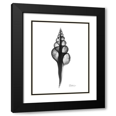 Fusinus Colus Black Modern Wood Framed Art Print with Double Matting by Koetsier, Albert