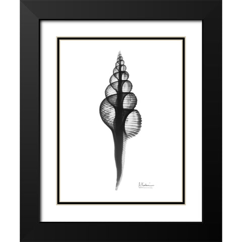 Fusinus Colus Black Modern Wood Framed Art Print with Double Matting by Koetsier, Albert