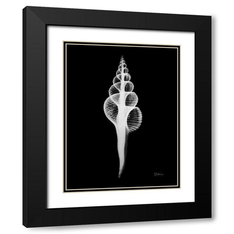 Fusinus Colus Black Modern Wood Framed Art Print with Double Matting by Koetsier, Albert