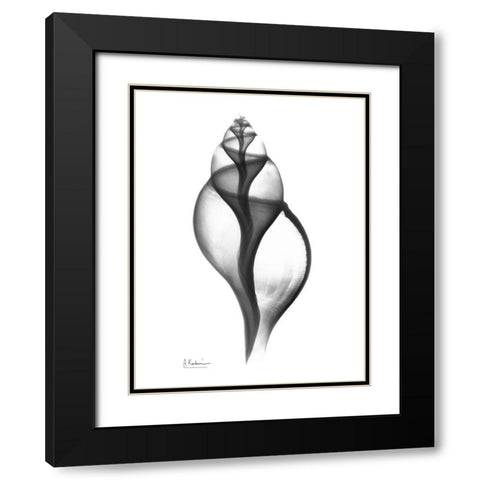 Tulip Shell Black Modern Wood Framed Art Print with Double Matting by Koetsier, Albert