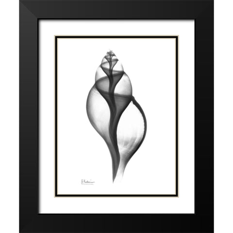 Tulip Shell Black Modern Wood Framed Art Print with Double Matting by Koetsier, Albert