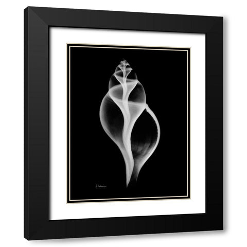 Tulip Shell Black Modern Wood Framed Art Print with Double Matting by Koetsier, Albert