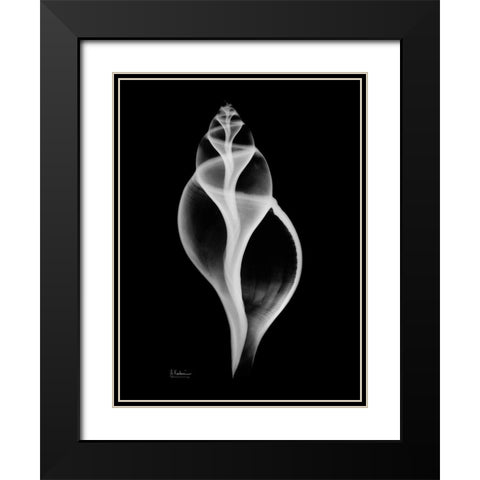 Tulip Shell Black Modern Wood Framed Art Print with Double Matting by Koetsier, Albert