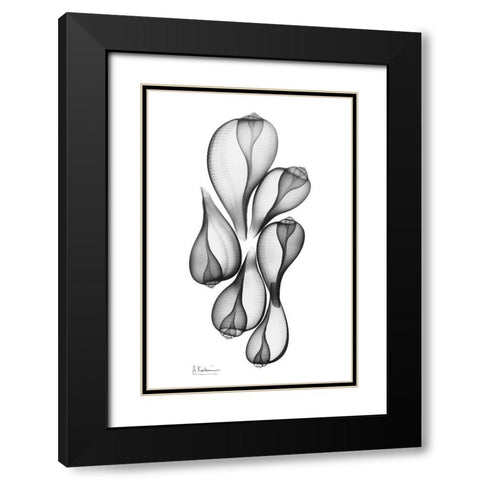 Fig Shells Black Modern Wood Framed Art Print with Double Matting by Koetsier, Albert