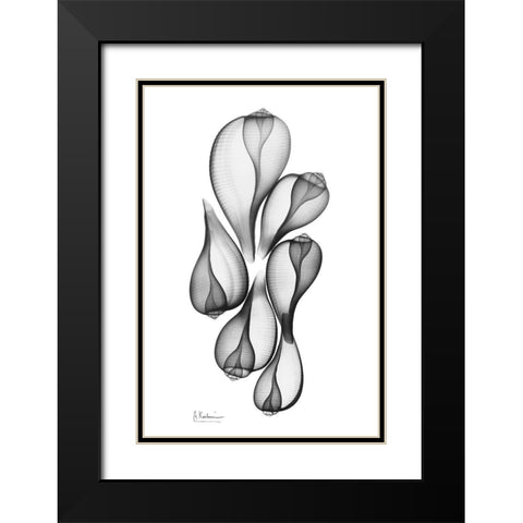 Fig Shells Black Modern Wood Framed Art Print with Double Matting by Koetsier, Albert