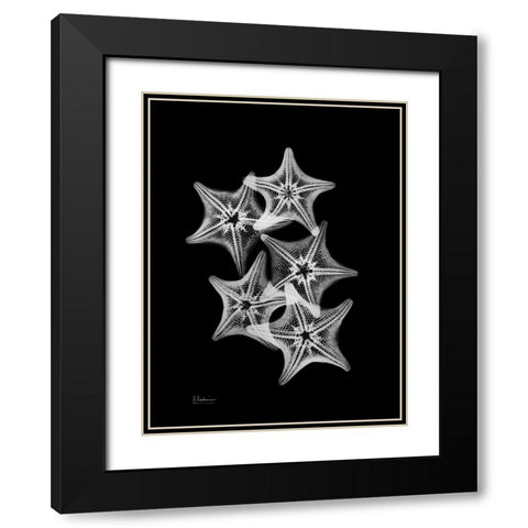 Starfish Collage Black Modern Wood Framed Art Print with Double Matting by Koetsier, Albert