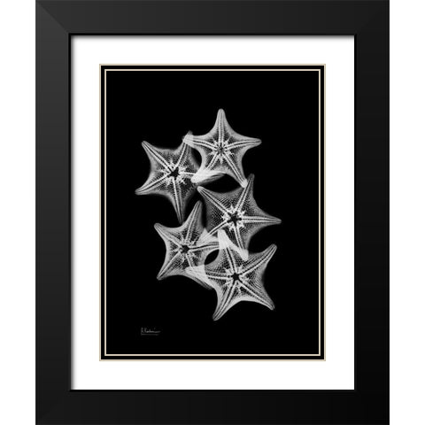Starfish Collage Black Modern Wood Framed Art Print with Double Matting by Koetsier, Albert