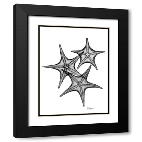 Starfish Black Modern Wood Framed Art Print with Double Matting by Koetsier, Albert