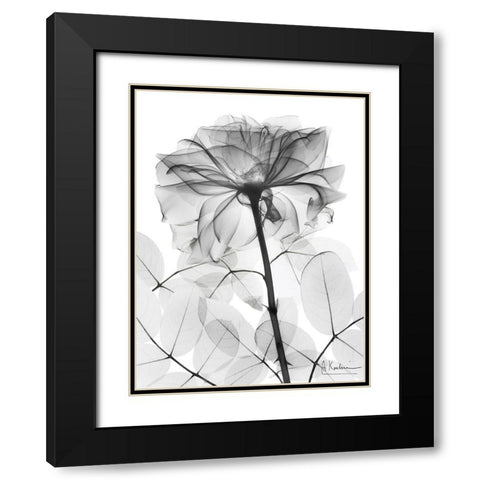 Rose Supreme 1 Black Modern Wood Framed Art Print with Double Matting by Koetsier, Albert