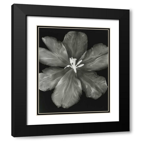 Big Blossom I Black Modern Wood Framed Art Print with Double Matting by Koetsier, Albert