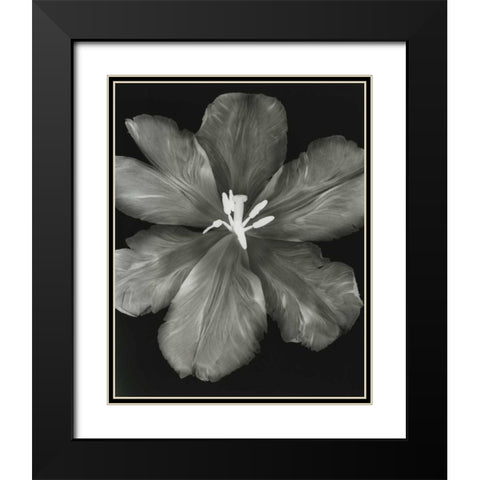 Big Blossom I Black Modern Wood Framed Art Print with Double Matting by Koetsier, Albert