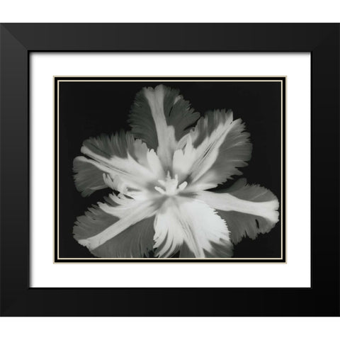 Big Blossom II Black Modern Wood Framed Art Print with Double Matting by Koetsier, Albert