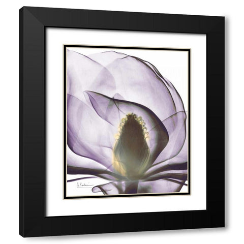 Purple Magnolia A43 Black Modern Wood Framed Art Print with Double Matting by Koetsier, Albert