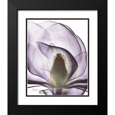 Purple Magnolia A43 Black Modern Wood Framed Art Print with Double Matting by Koetsier, Albert