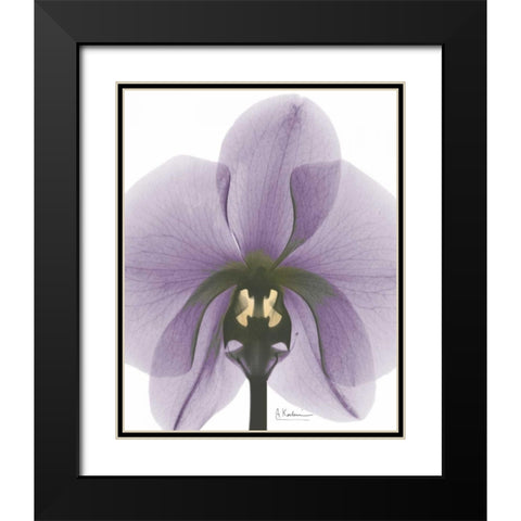 Purple Orchid A29 Black Modern Wood Framed Art Print with Double Matting by Koetsier, Albert
