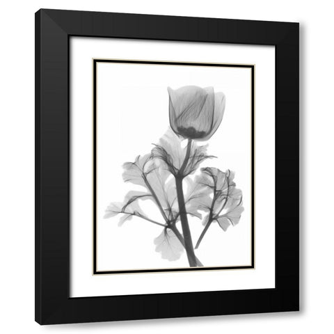 Lonely Anemone Black Modern Wood Framed Art Print with Double Matting by Koetsier, Albert